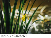 Yellow iris on green leaf background. Iris pseudacorus near the water at sunset. Beautiful scenery. Yellow flower growing near a pond or swamp. Стоковое фото, фотограф Марина Багрова / Фотобанк Лори
