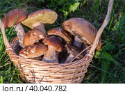 Полная корзина ароматных съедобных грибов, которые собрали в лесу. A full basket of fragrant edible mushrooms that were collected in the forest. Стоковое фото, фотограф Мария / Фотобанк Лори