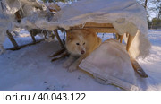 Западная Сибирь, собака под нартами в загоне для северных оленей. Western Siberia, a dog under a sled in a reindeer pen. Стоковое видео, видеограф Евгений Романов / Фотобанк Лори