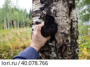 Chaga.Birch chaga.Mushroom on a birch tree.Useful plants. Стоковое фото, фотограф Александр Поташев / Фотобанк Лори