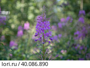 Rosebay Willowherb, Chamerion angustifolium, (Onograceae), downy perennial with round stem favours damp habitats growing wild in a Cotswold meadow, Gloucestershire, Стоковое фото, фотограф Александр Поташев / Фотобанк Лори