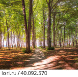 Path to the sea in the park. Yantarny, Kaliningrad region. Russia (2017 год). Стоковое фото, фотограф Belikart / Фотобанк Лори