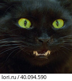 Fluffy cat with green eyes and fangs. Стоковое фото, фотограф Анна Кривицкая / Фотобанк Лори