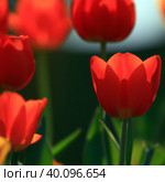 tulip Tulipa bulbous herbs in lily family Liliaceae. Tulips, garden flowers, cultivars and varieties. Flowers delicate bright reddish red color. Beautiful buds. Landscaping. Variety Darwin hybrids. Стоковое фото, фотограф Юлия Петровская / Фотобанк Лори
