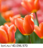 tulip Tulipa bulbous herbs in lily family Liliaceae. Tulips, garden flowers, cultivars and varieties. Flowers delicate bright reddish red color. Beautiful buds. Landscaping. Variety Darwin hybrids. Стоковое фото, фотограф Юлия Петровская / Фотобанк Лори