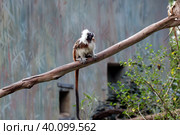 Cotton-top tamarin (lat. - Saguinus) Стоковое фото, фотограф Irina Opachevsky / Фотобанк Лори