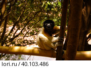 Portrait of the crowned sifaka aka Propithecus coronatus at Lemurs park, Antananarivo, Madagascar. Стоковое фото, фотограф Сергей Майоров / Фотобанк Лори