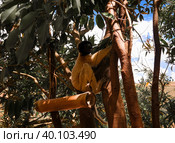 Portrait of the crowned sifaka aka Propithecus coronatus at Lemurs park, Antananarivo, Madagascar. Стоковое фото, фотограф Сергей Майоров / Фотобанк Лори