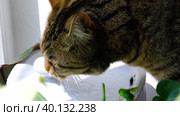 A cat drinks water from a pet fountain in close-up. Nutrition and water balance of pets, automatic drinker. Стоковое видео, видеограф Ольга Симонова / Фотобанк Лори