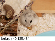 Hamster eating marigold in cage. Стоковое фото, фотограф Ира Орлова / Фотобанк Лори
