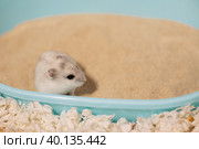 Djungarian hamster standing on bathing sand, top view. Стоковое фото, фотограф Ира Орлова / Фотобанк Лори