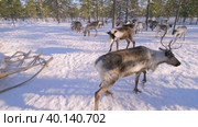 Западная Сибирь, оленеводы ханты выгружают оленей из нарт. Western Siberia, reindeer herders of the Khanty people unload reindeer from sled. Стоковое видео, видеограф Евгений Романов / Фотобанк Лори