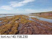 Отлив на Белом море. Берег, покрытый водорослями фукус. Стоковое фото, фотограф Ирина Соколова / Фотобанк Лори