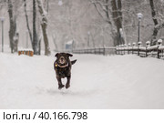 Лабрадор ретривер. Стоковое фото, фотограф Елена Маслова / Фотобанк Лори