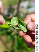 A fat black aphid on a green leaf in the gardener's hands. Prevention and control of insect garden pests. Стоковое фото, фотограф Коханова Наталья / Фотобанк Лори