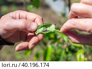 A gardener is holding a green plant leaf with a colony of aphids and ants. Prevention and control of insect pests. Стоковое фото, фотограф Коханова Наталья / Фотобанк Лори