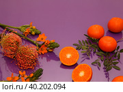 Мандарины и оранжевые цветы на фиолетовом фоне. Стоковое фото, фотограф Татьяна Бакуменко / Фотобанк Лори