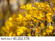Желтые осенние листья крупным планом. Красочная листва в осеннем парке. Осенний сезон. Малая глубина резкости. Стоковое фото, фотограф Андрей Степанов / Фотобанк Лори