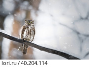 Owl in winter forest on stump. Pygmy small bird via snowfall. Small owl in natural habitat. Glaucidium passerinum. Стоковое фото, фотограф Корнеев Вячеслав / Фотобанк Лори