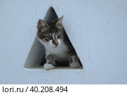 Греция. Тинос. Уличный котенок (2010 год). Стоковое фото, фотограф Мария Лебедева / Фотобанк Лори