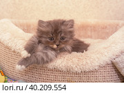 Маленький серый домашний котенок породы турецкая ангора. A small gray domestic kitten of the Turkish Angora breed. Стоковое фото, фотограф Мария / Фотобанк Лори