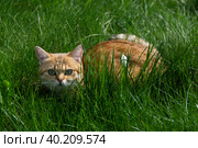 Красивый домашний кот гуляет по улице в теплое время года. A beautiful domestic cat walks down the street in the warm season. Стоковое фото, фотограф Мария / Фотобанк Лори