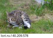 Красивый домашний кот гуляет по улице в теплое время года. A beautiful domestic cat walks down the street in the warm season. Стоковое фото, фотограф Мария / Фотобанк Лори