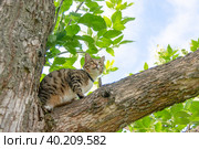 Красивый домашний кот гуляет по улице в теплое время года. A beautiful domestic cat walks down the street in the warm season. Стоковое фото, фотограф Мария / Фотобанк Лори