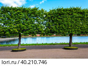 Peterhof, topiary trees in the garden of Bacchus (2019 год). Стоковое фото, фотограф Ольга Остроухова / Фотобанк Лори