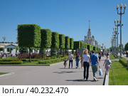 Центральная аллея на ВДНХ в Москве, Россия. Липы с квадратной кроной ландшафтного дизайнера Андрея Коровянского (2022 год). Редакционное фото, фотограф Елена Коромыслова / Фотобанк Лори