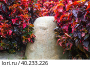 Large red leaves of the shrub Acalypha wilkesiana near the rock. Tropical plants in landscape design. Стоковое фото, фотограф Коханова Наталья / Фотобанк Лори