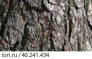 Tree bark. The camera slowly slides along the trunk. Стоковое видео, видеограф Виктор Тихонов / Фотобанк Лори