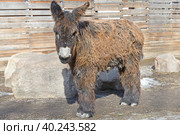 Baudet du Poitou (Equus asinus), also called Poitevin or Poitou donkey,  French breed of donkey. Spring day. Стоковое фото, фотограф Валерия Попова / Фотобанк Лори