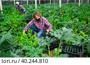 Farm workers gathering crop of zucchini in greenhouse. Стоковое фото, фотограф Яков Филимонов / Фотобанк Лори