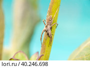 Pisaura mirabilis (nursery web spider) Стоковое фото, фотограф Корнеев Вячеслав / Фотобанк Лори