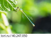 Closeup of damselfly Lestes sponsa. Стоковое фото, фотограф Корнеев Вячеслав / Фотобанк Лори