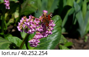 (англ.)	A butterfly sits on a Bergenia flower on a sunny spring day. Стоковое видео, видеограф Ирина Толокновская / Фотобанк Лори