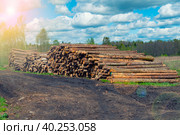 Спиленный лес хвойных пород на фоне облаков. Стоковое фото, фотограф Станислав Самойлов / Фотобанк Лори