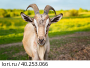 Домашняя коза на фоне луга. Стоковое фото, фотограф Станислав Самойлов / Фотобанк Лори
