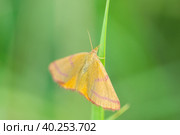 Closeup of a lythria cruentaria, moth resting in a green meadow. Стоковое фото, фотограф Корнеев Вячеслав / Фотобанк Лори