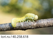 Cimbex femoratus birch Sawfly caterpillars. Стоковое фото, фотограф Корнеев Вячеслав / Фотобанк Лори