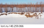 Западная Сибирь: река Обь зимой. Вид с воздуха. Western Siberia: the Ob River in winter. Aerial view. Стоковое видео, видеограф Евгений Романов / Фотобанк Лори