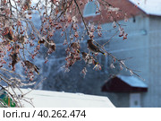 Свиристели прилетели на яблоню. Зима в Западной Сибири. Стоковое фото, фотограф Анатолий Матвейчук / Фотобанк Лори