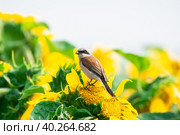 Lanius collurio on sunflower. Стоковое фото, фотограф Корнеев Вячеслав / Фотобанк Лори