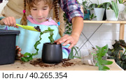 Daughter helps mom transplants home plants, plants sansevieria into a new soil and pot. Mom teaches taking care of potted plants. Hobbies for a child, helping an adult at home, the environment. Стоковое видео, видеограф Ольга Симонова / Фотобанк Лори
