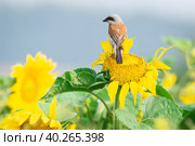 Lanius collurio on sunflower. Стоковое фото, фотограф Корнеев Вячеслав / Фотобанк Лори
