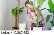 Girl transplants a potted houseplant into a new soil with drainage. Spathiphyllum sensation, potted plant care, watering, fertilizing, sprinkle the mixture with a scoop and tamp it in a pot. Стоковое видео, видеограф Ольга Симонова / Фотобанк Лори