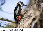 Great Spotted Woodpecker (Dendrocopos major) Стоковое фото, фотограф Корнеев Вячеслав / Фотобанк Лори