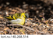 Eurasian Siskin on the ground. Стоковое фото, фотограф Корнеев Вячеслав / Фотобанк Лори