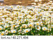 Daisies bloom in a large flower bed, some of the flowers are photographed close-up. Стоковое фото, фотограф Дмитрий Коростылев / Фотобанк Лори